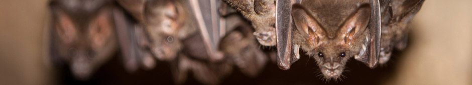 bats