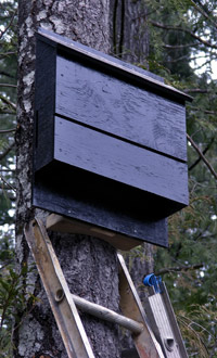 Thompson & Morgan bat box bat box