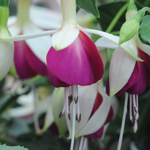 fuchsia bella nora