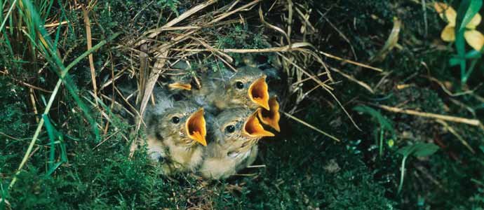 young birds in nest