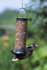 bird visiting bird feeder