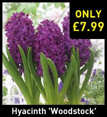 Hyacinth 'Woodstock'