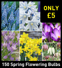150 Spring Flowering Bulbs