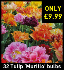 Tulip 'Murillo Mixed'