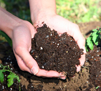 assess the soil