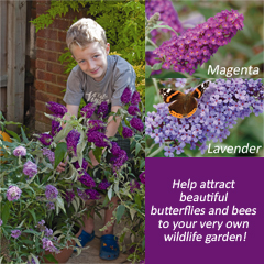 Buddleja Buzz