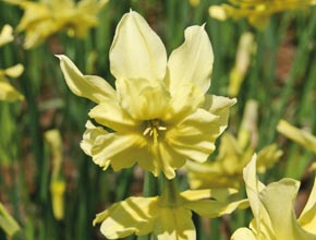 Daffodil 'Exotic Mystery'
