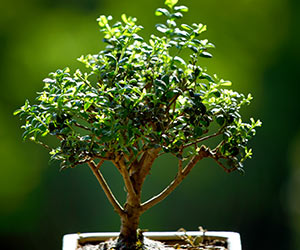 little bonsai tree