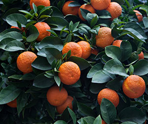 citrus winter fertiliser