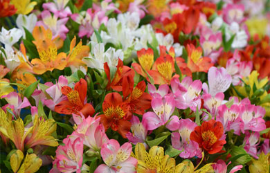 Alstroemeria 'Garden Hybrids'