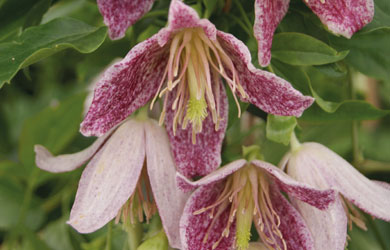 Clematis 'Advent Bells'