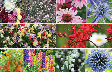 Perennial Border Collection
