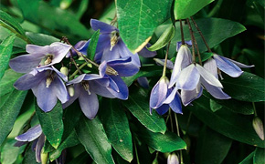 Bluebell Creeper