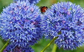 100 FREE* Cottage Garden Alliums