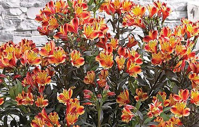 Alstroemeria 'Indian Summer'