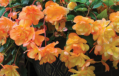 Begoina 'Apricot Shades'