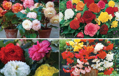 Begonia 'Bumper Pack'