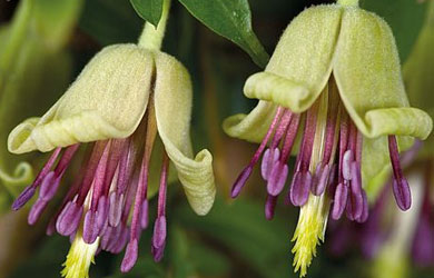 Clematis napaulensis