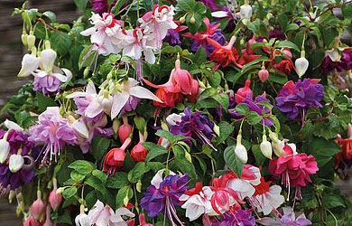 Fuchsia Giant-Flowered Collection