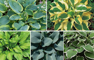 Hosta Collection