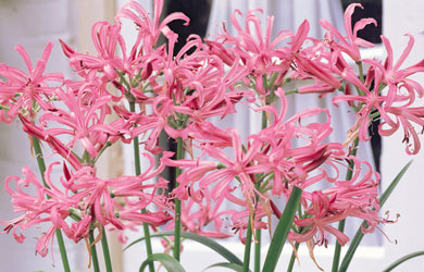 Nerine 'Pink'
