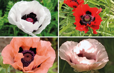 Poppy Oriental Collection