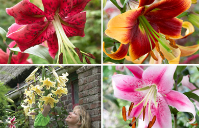 Towering Tree Lily Collection