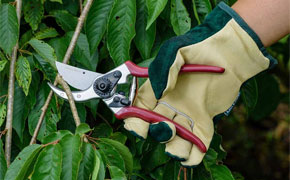 Secateurs, snips and pruners