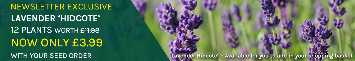 Exclusive Newsletter Offer - Lavender 'Hidcote only £3.99 with your seed order - WORTH £11.98, available to add in your shopping basket