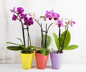 Orchid fertiliser