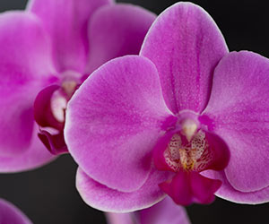 Orchid bloom fertiliser
