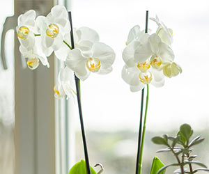 Orchid growth fertiliser