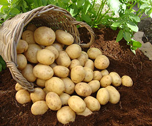potato fertiliser