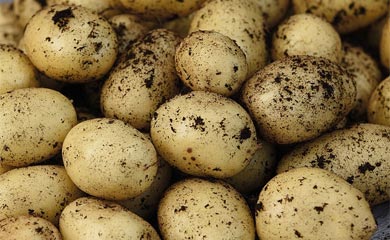New - Potato Vizelle