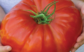 Tomato gigantomo