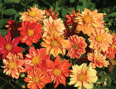 Flower Seeds