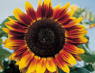 Popular Flower Seeds