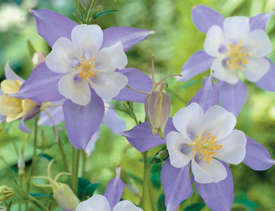 Seeds to Sow Now