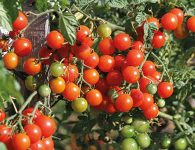Value Seeds
