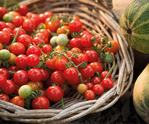 tomato fertiliser