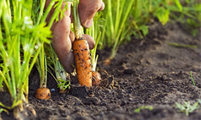 hand planting carrot