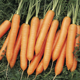 Carrot Nigel