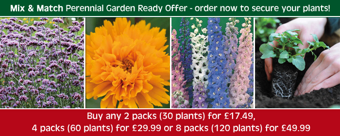 Perennial garden ready plants