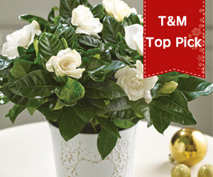 gardenia snowball