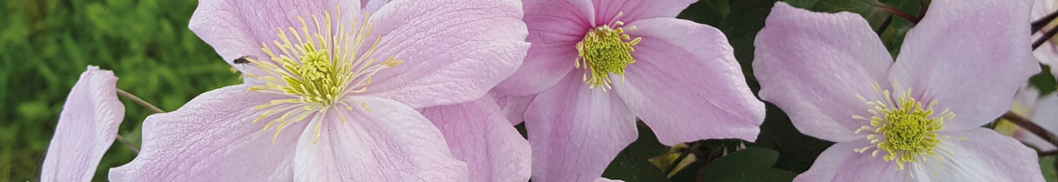Pruning clematis plants video
