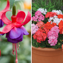Fuchsias and Geraniums Offer