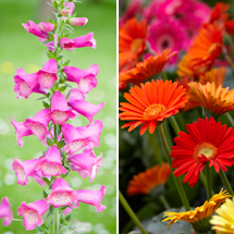 Foxglove and Gerbera Offer