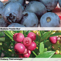 Blueberry and Pinkberry Offer