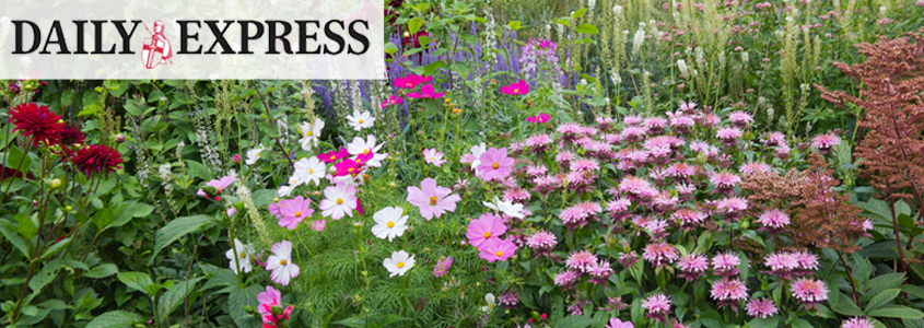 Daily Express Offers
