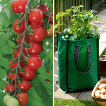 Tomatoes and potatoes offer